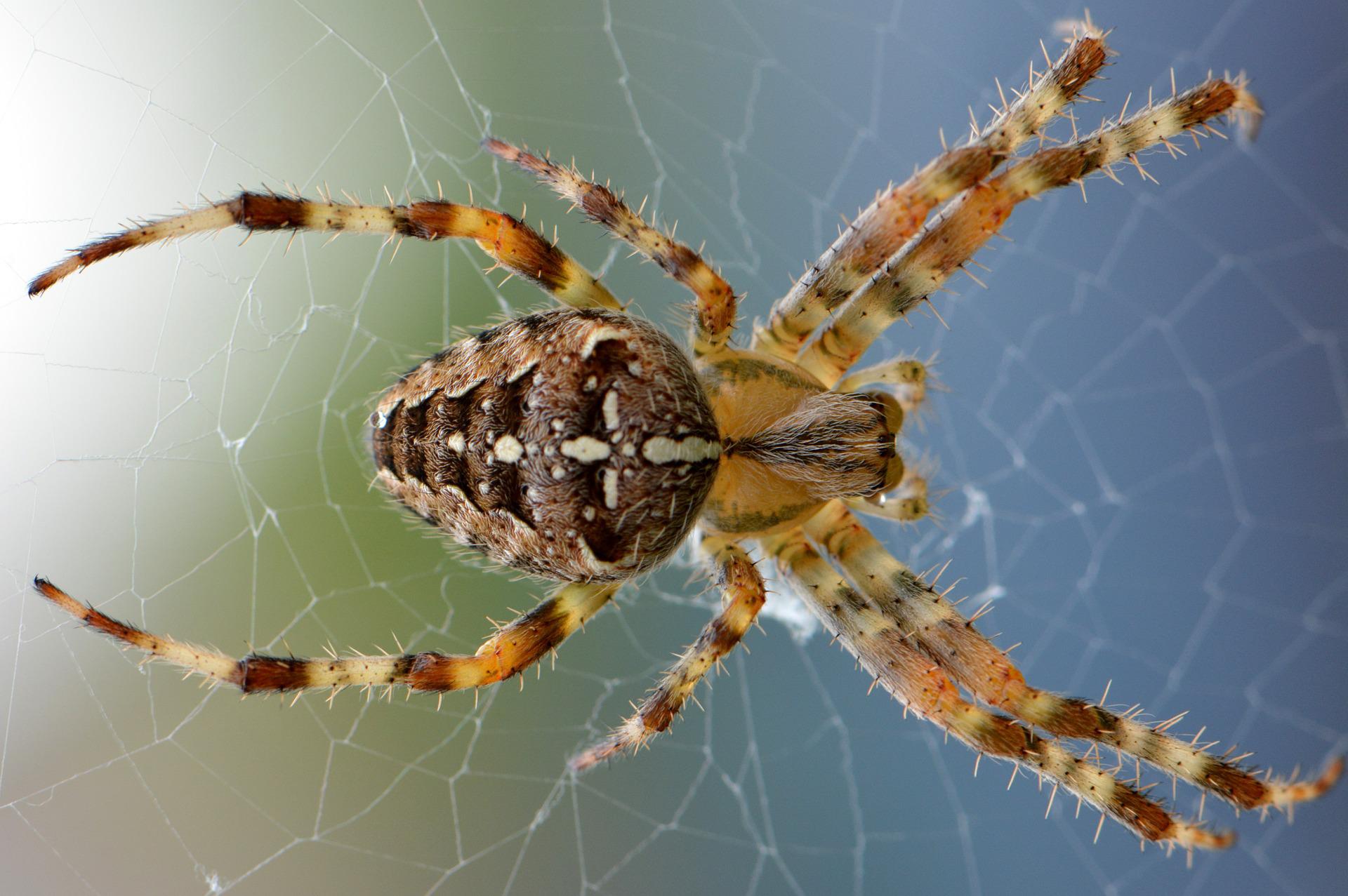 How Long Can Spiders Live Without Food