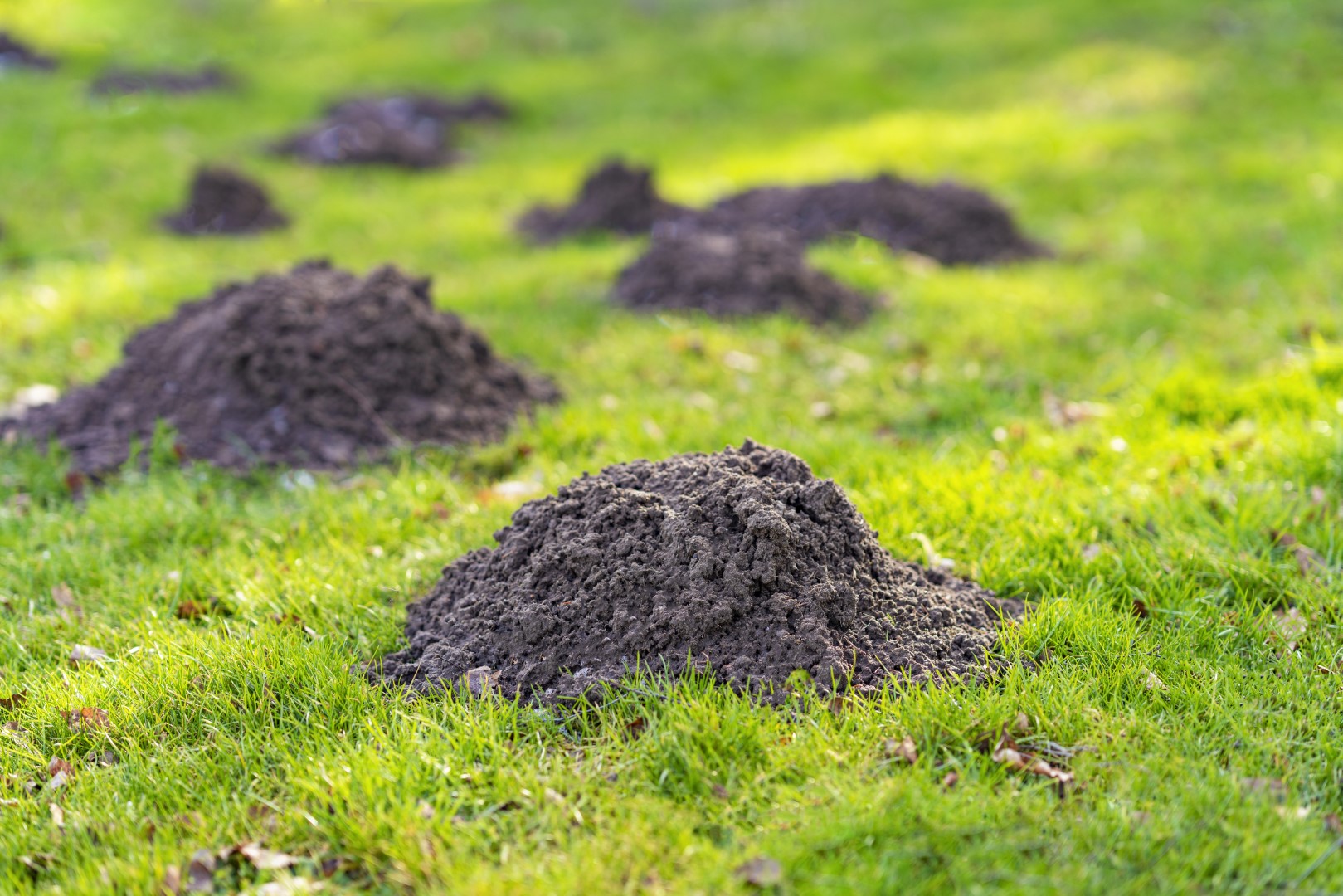 Moles, Voles, and Gophers in Nashville