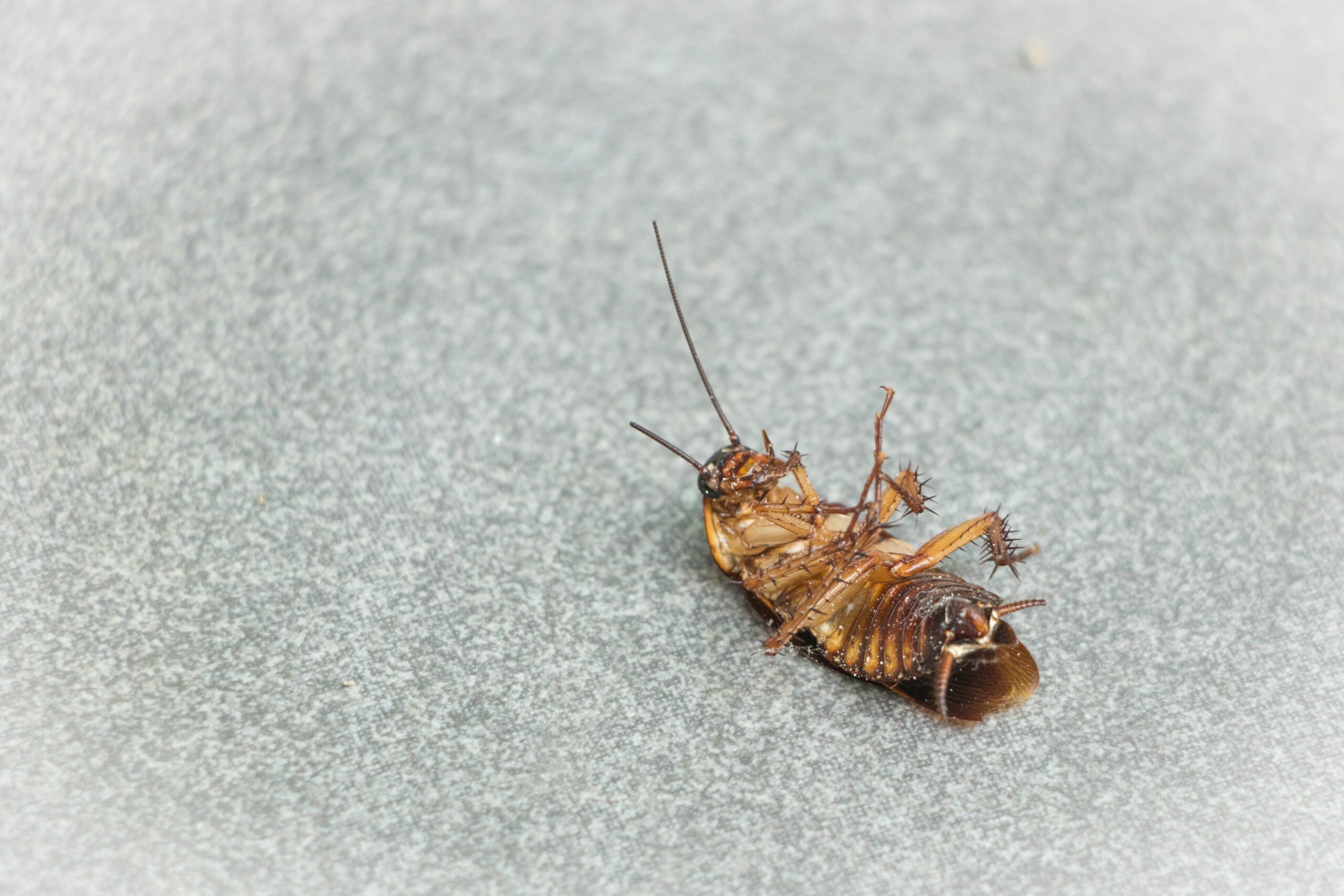 White Cockroaches