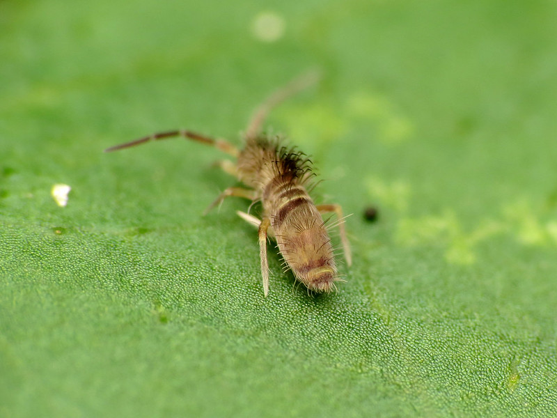 What Every Sugar Land Resident Should Know About Springtail Control