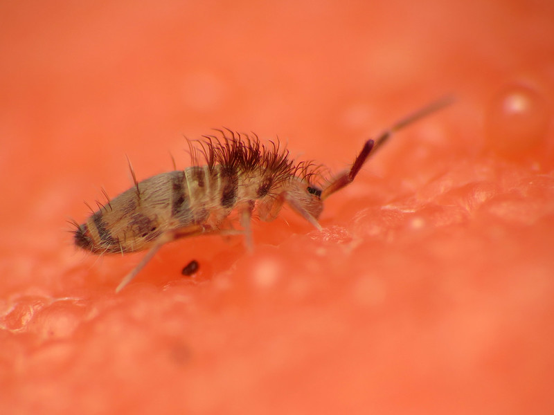 What are springtails?