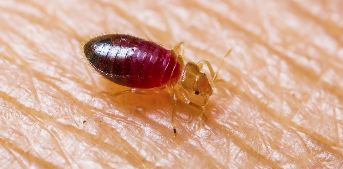 Can Bed Bugs Live Outside — Thrive Pest Control