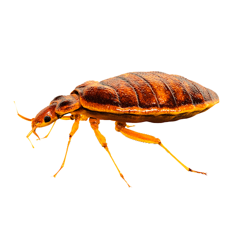 Bed Bug Extermination in Nashville Tn
