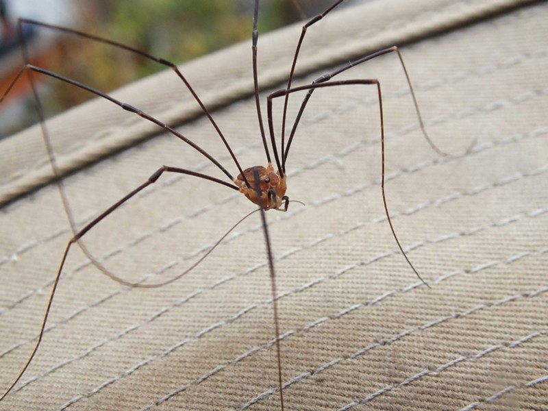 Are Daddy Long Legs Poisonous?