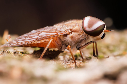 how to get rid of fruit flies and keep them out of your home