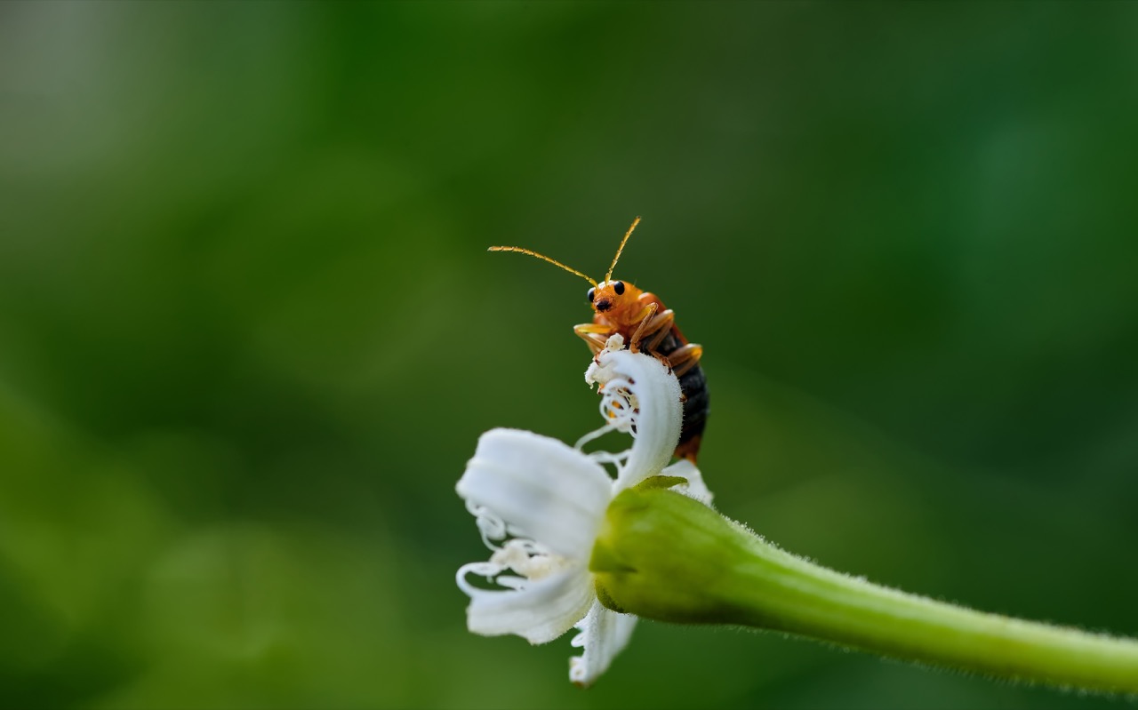 The Pest That Live in Nashville Tennessee Thrive Pest