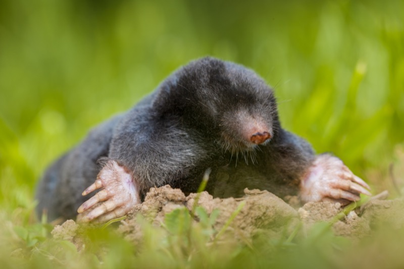 mole and vole removal in tennessee