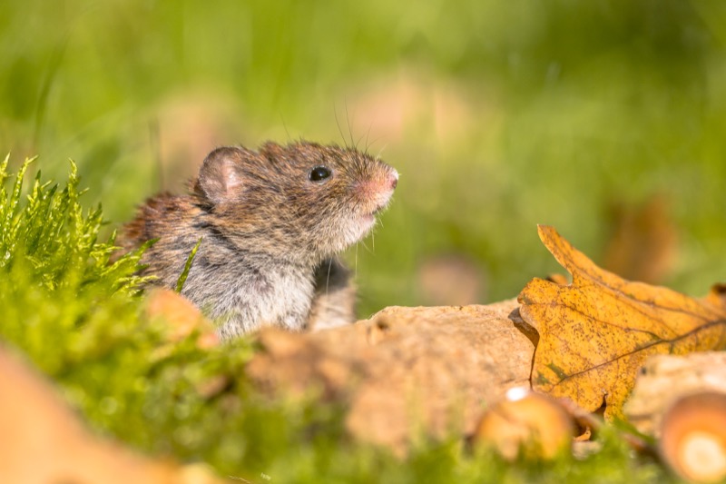 Signs of moles in Nashville