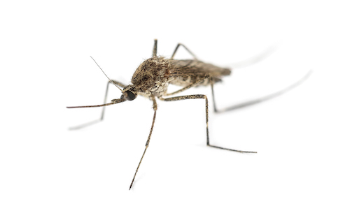 Nashville mosquito control
