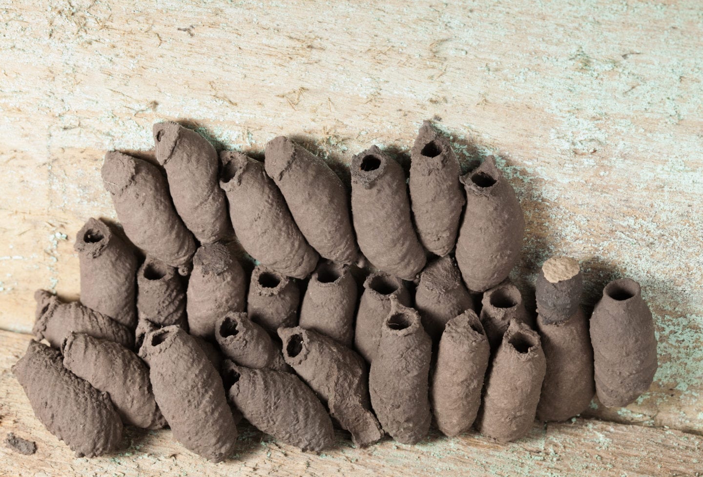 mud wasp nest