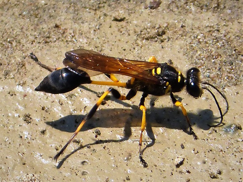 mud dauber larvae