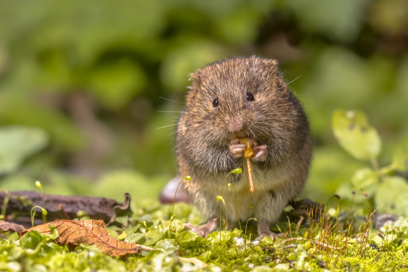 Tips to prevent moles, gophers, and voles from ruining your Nashville lawn