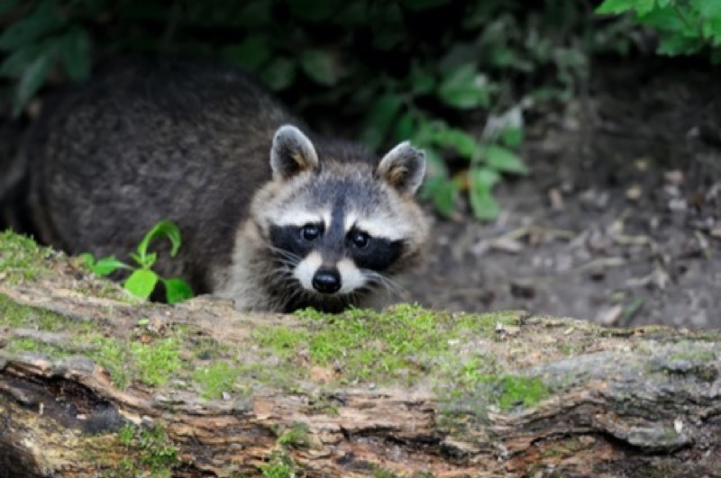 Raccoon removal in nashville tennessee