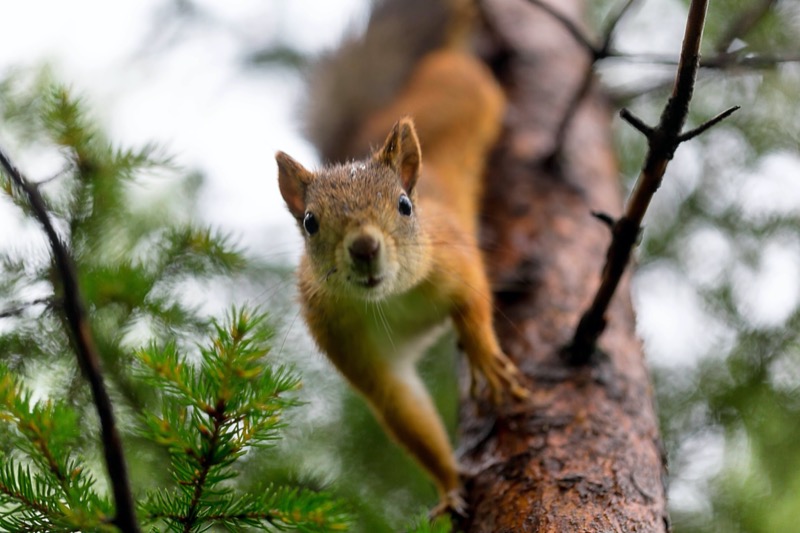 Inspect squirrel damage in nasvhille and murfreesburo