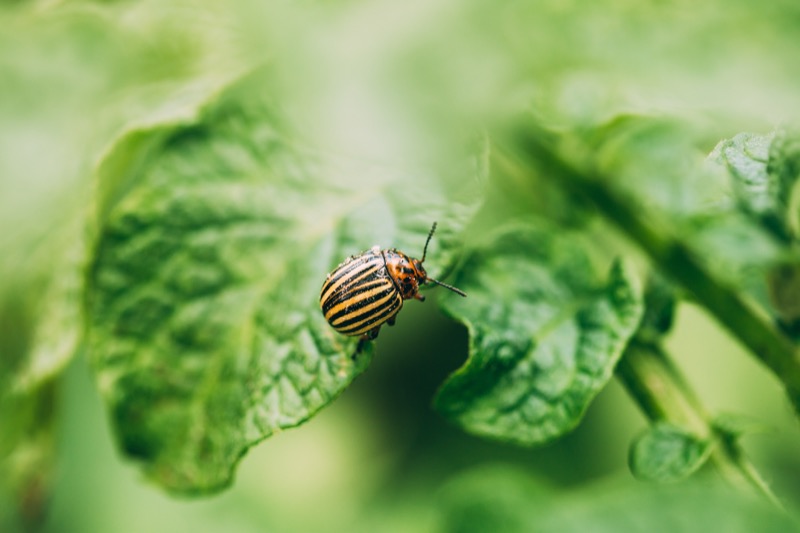 how to treat for bed bugs in nashville homes