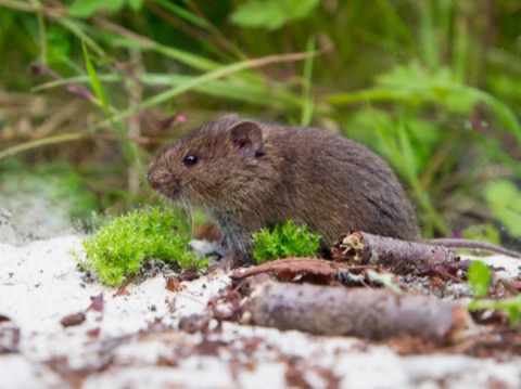 Voles - Do It Yourself Pest Control at cooperseeds.com