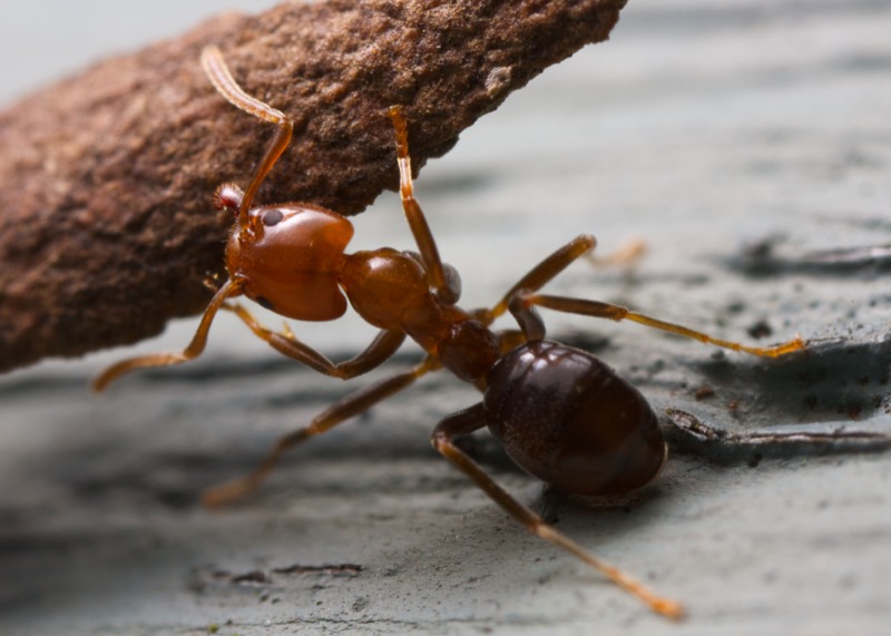 Ant Pest Control in Murfreesboro